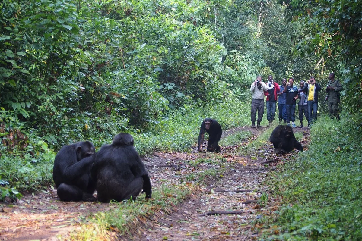 5 Day Budget Chimps Trekking Kyambura, Queen Elizabeth and Gorillas