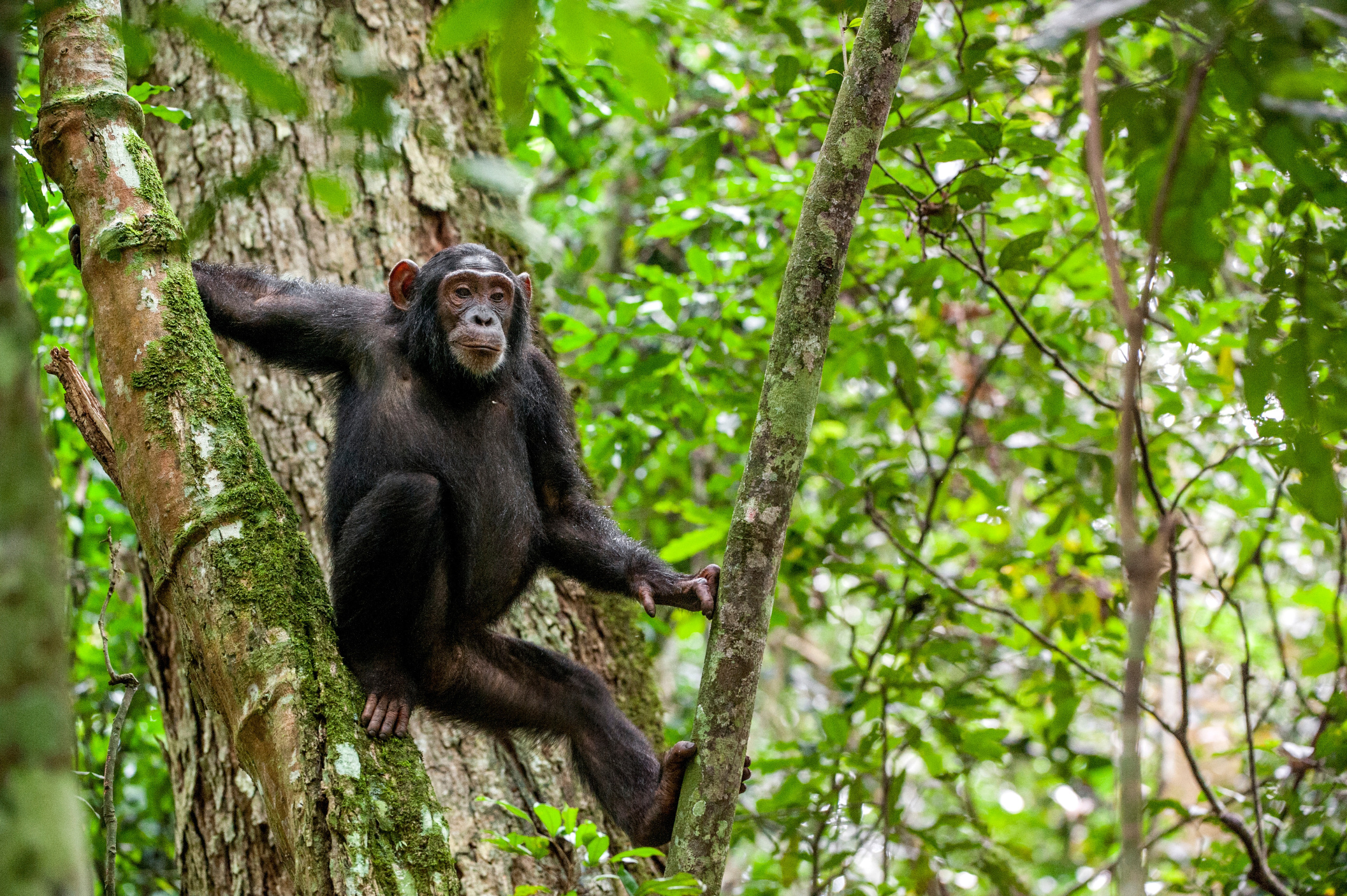 3 Day Gorillas and chimpanzee safari tour Uganda from Rwanda