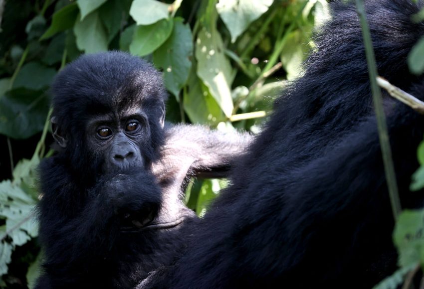 4 Day Best of Rwanda Tour with Gorillas, Chimps and Golden Monkeys