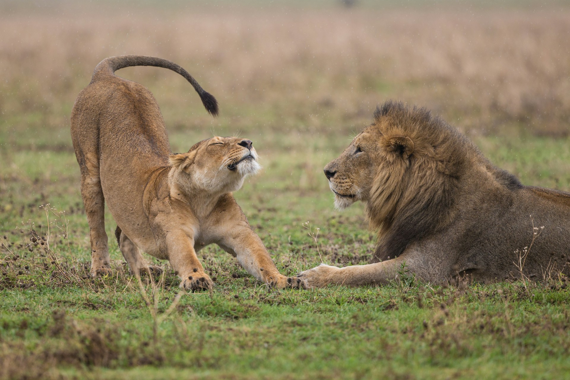 6 Day Rwanda Big Five Safari in Akagera, Gorillas and Lake Kivu