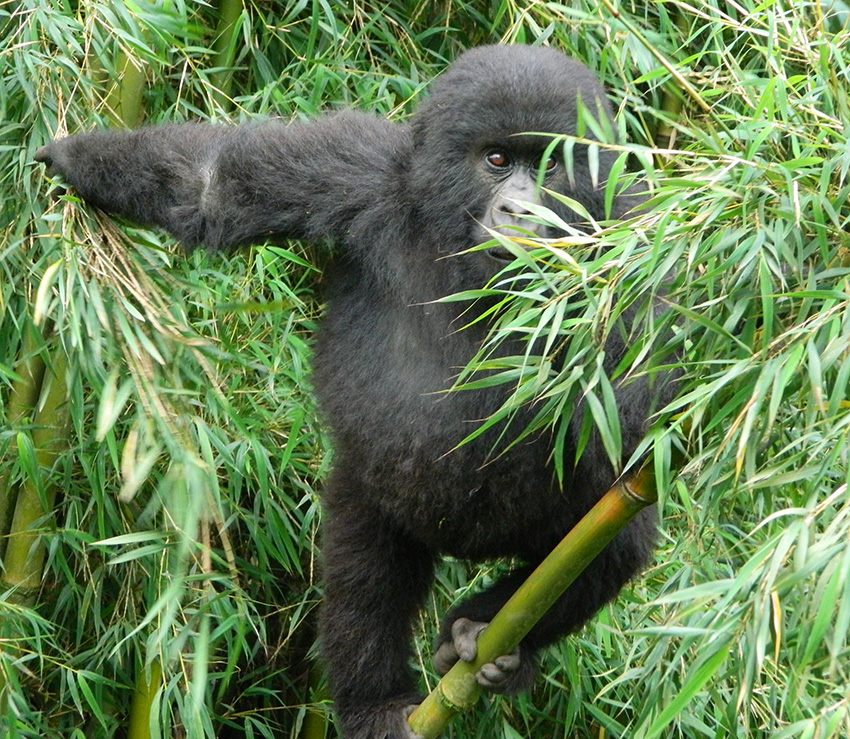 5 Day gorilla trekking Bwindi and Lake Mburo wildlife safari