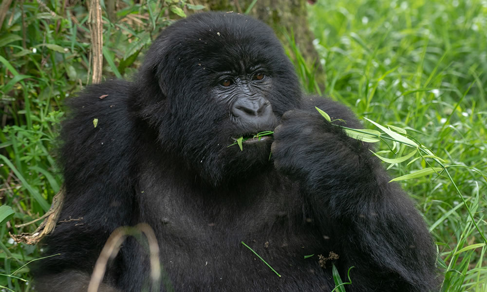 3 Day best Rwanda gorilla trekking with culture and Genocide memorial