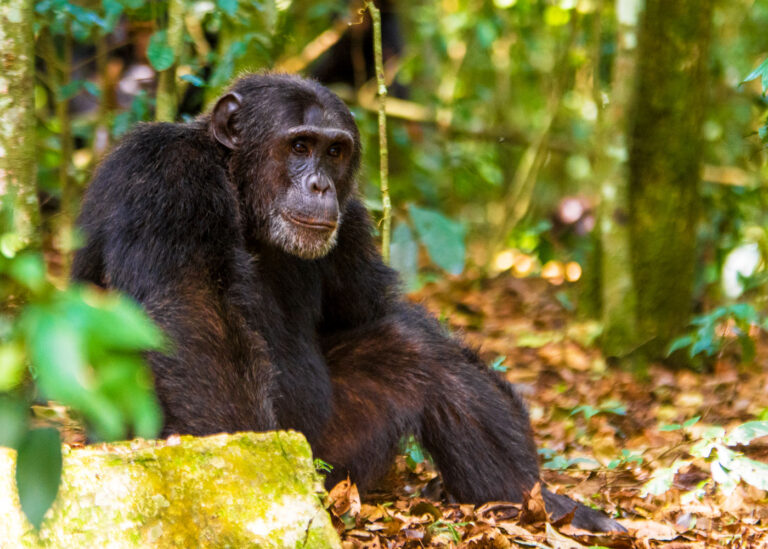 3 Days Kibale Chimps, Forest and Nature Walk, Crater Hikes and Community Tours