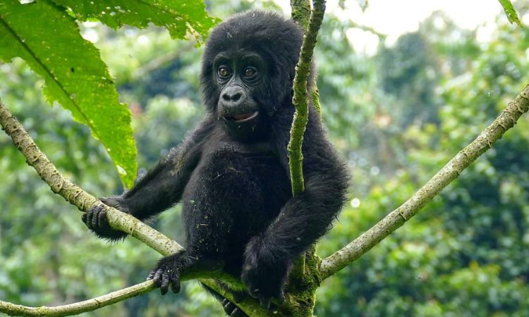 2-Day All-Inclusive Uganda Gorilla Trekking Safari from Rwanda