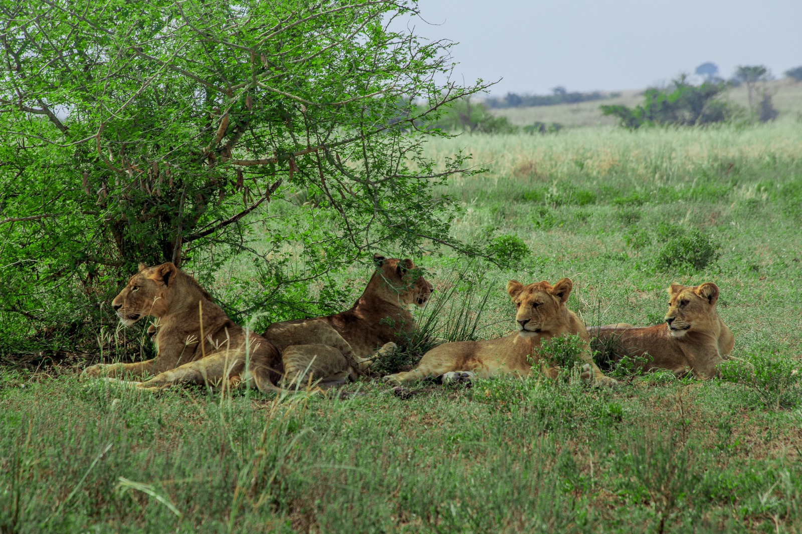 3-Day Big Five Safari in Murchison Falls National Park and Ziwa Rhinos