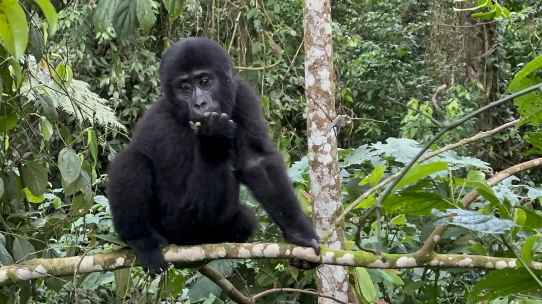 12 Day best Uganda safari tour of wildlife, Gorillas and chimpanzee