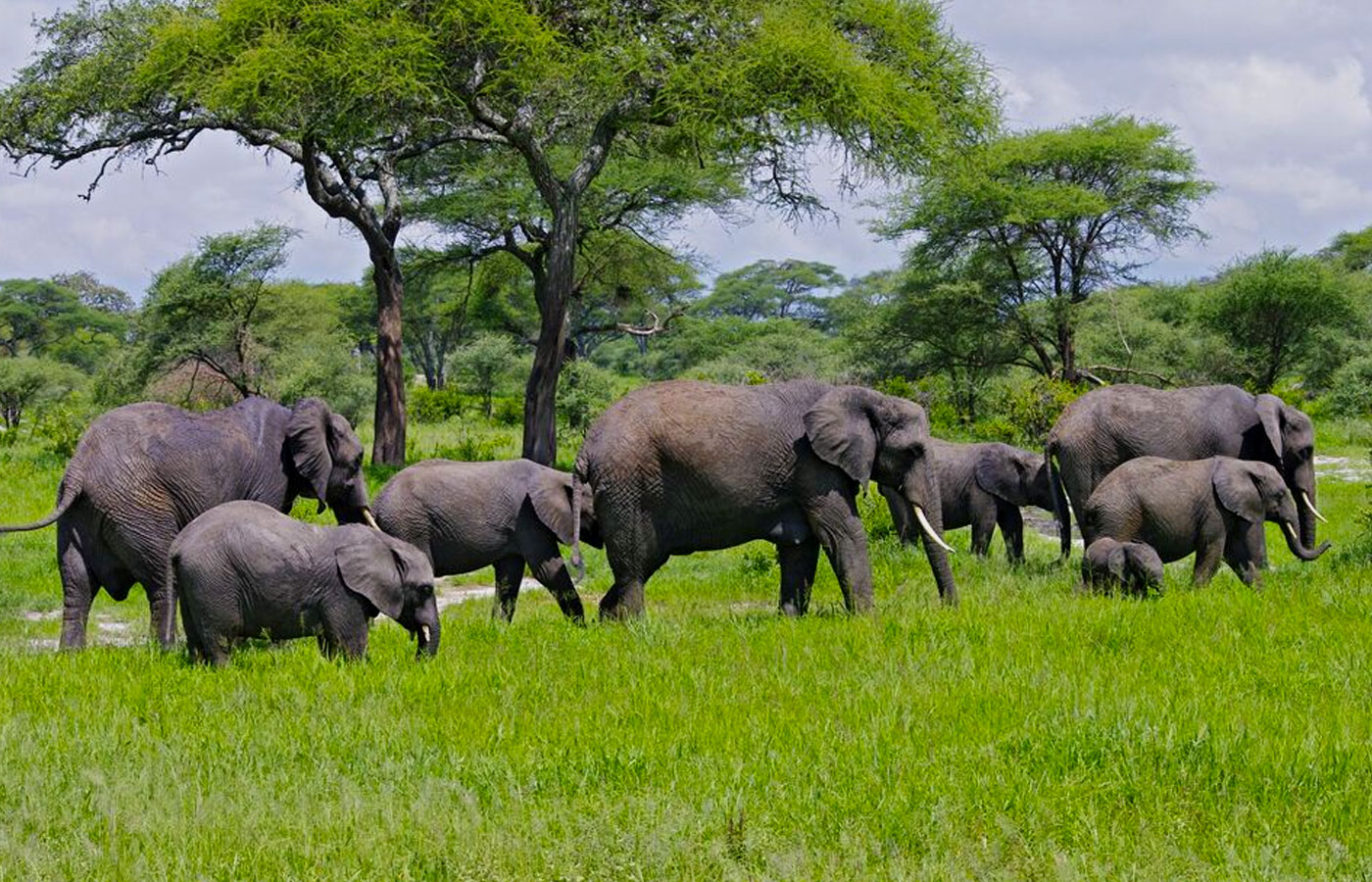 2 Day Tarangire national park tour package