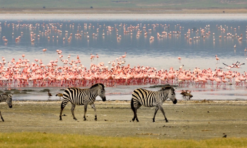 2 Day lake Manyara National park safari experience