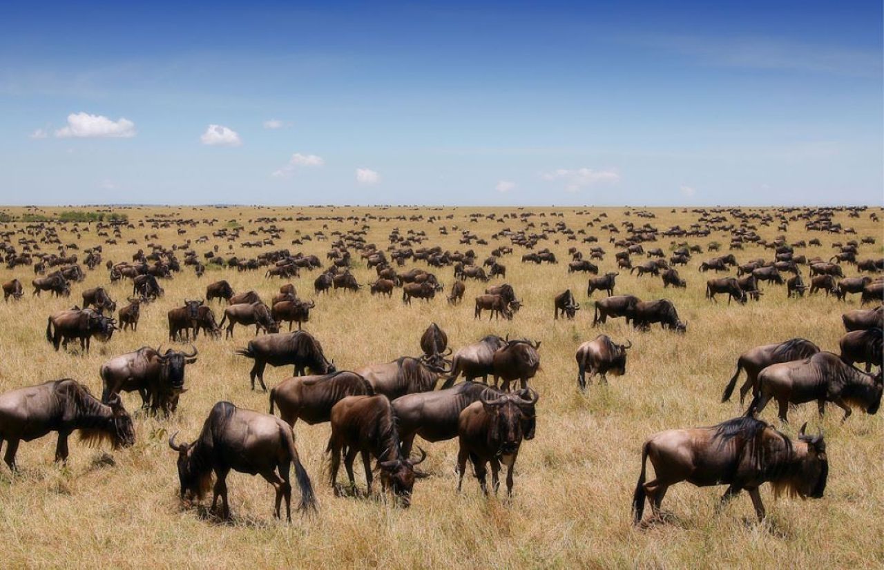 2 Day Masai Mara National park safari from Nairobi