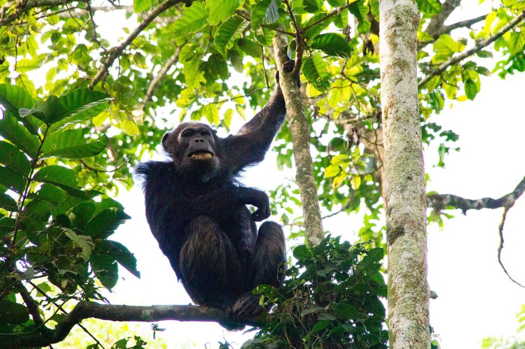 7-Day Uganda Classic Safari of wildlife and chimps