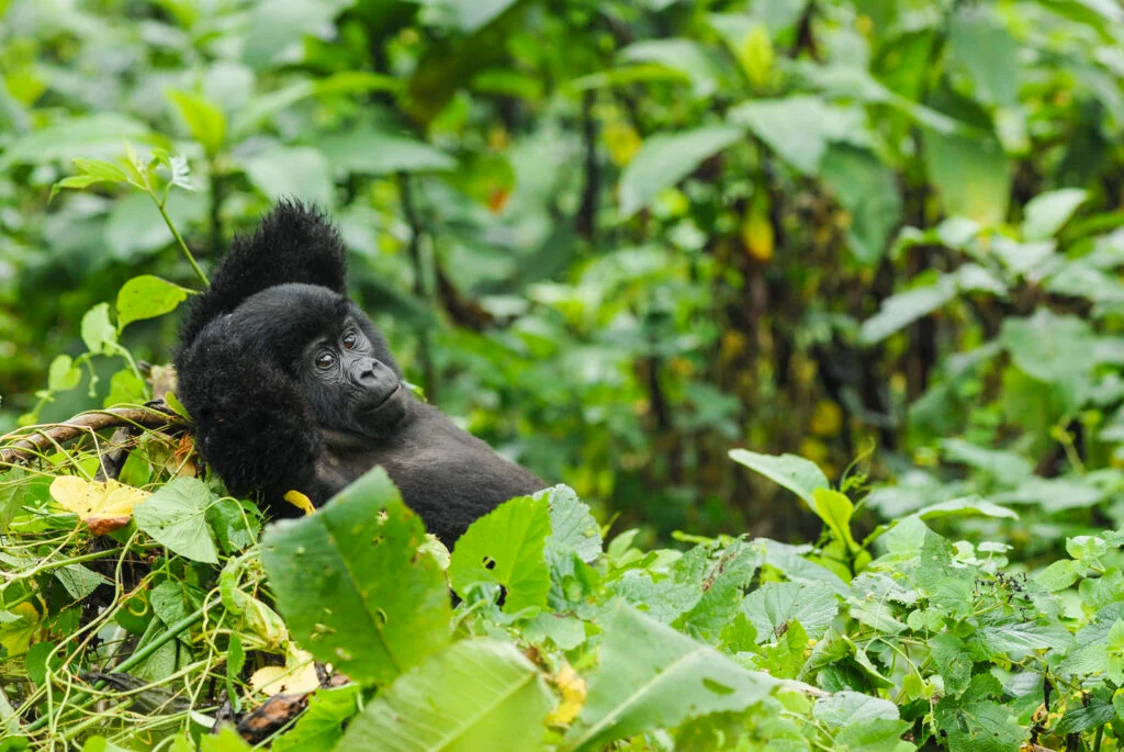5-Day Ultimate Uganda Safari of gorillas and wildlife in queen Elizabeth park