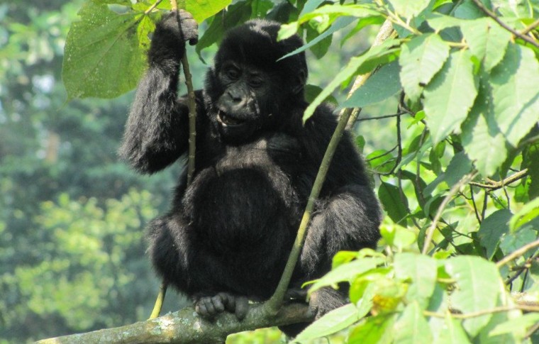 3-Day Bwindi Gorilla Trekking Safari