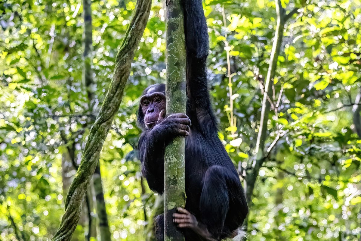 3-Day Kibale Chimpanzee Trekking Safari