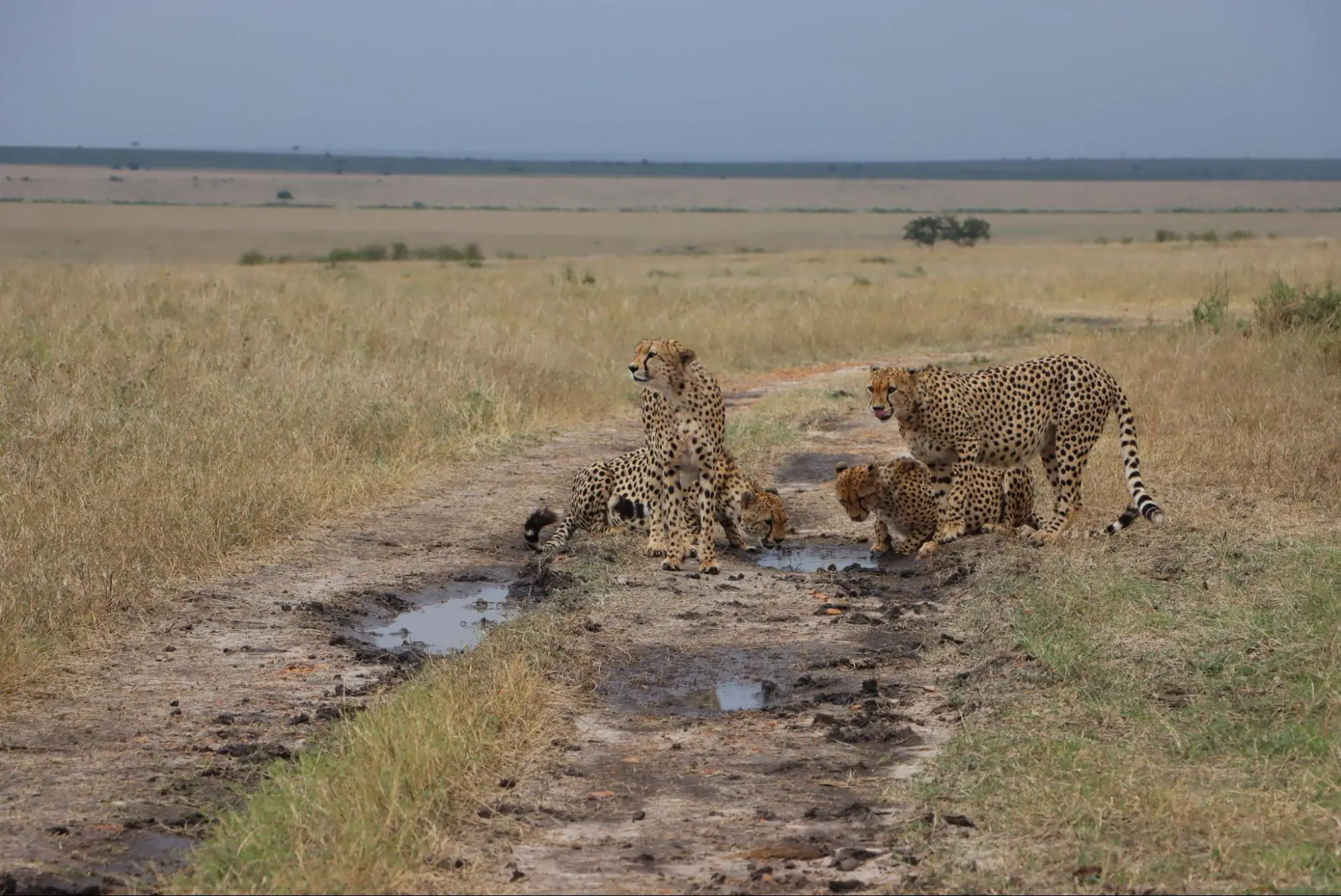 3 Day Kenya wildlife safari trip to Masai Mara Reserve