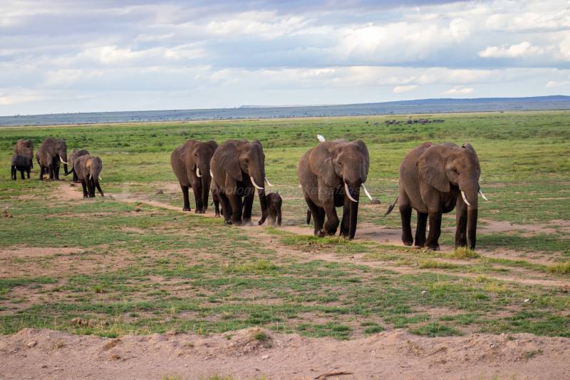 3 Day Kenya Amboseli National park tour Package