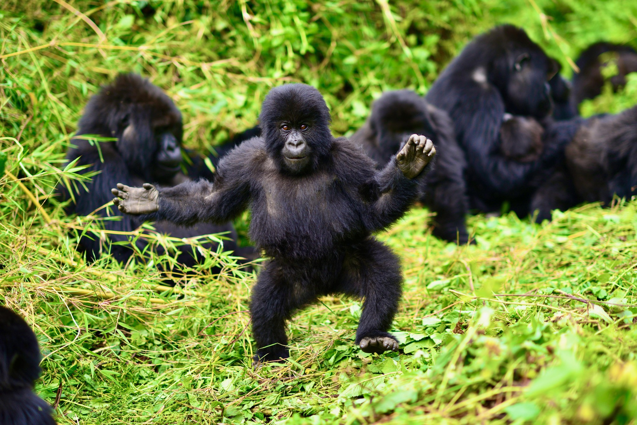 4 Day Gorilla Trek Bwindi and Lake Bunyonyi Escape