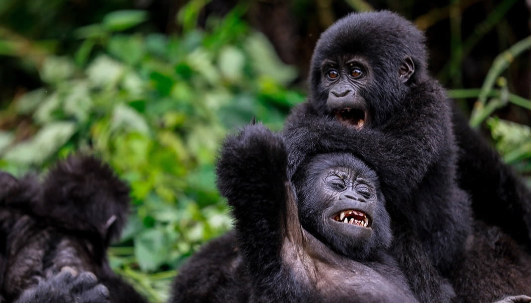 8 Day best Uganda Wildlife Gorilla Safari chimp and big five