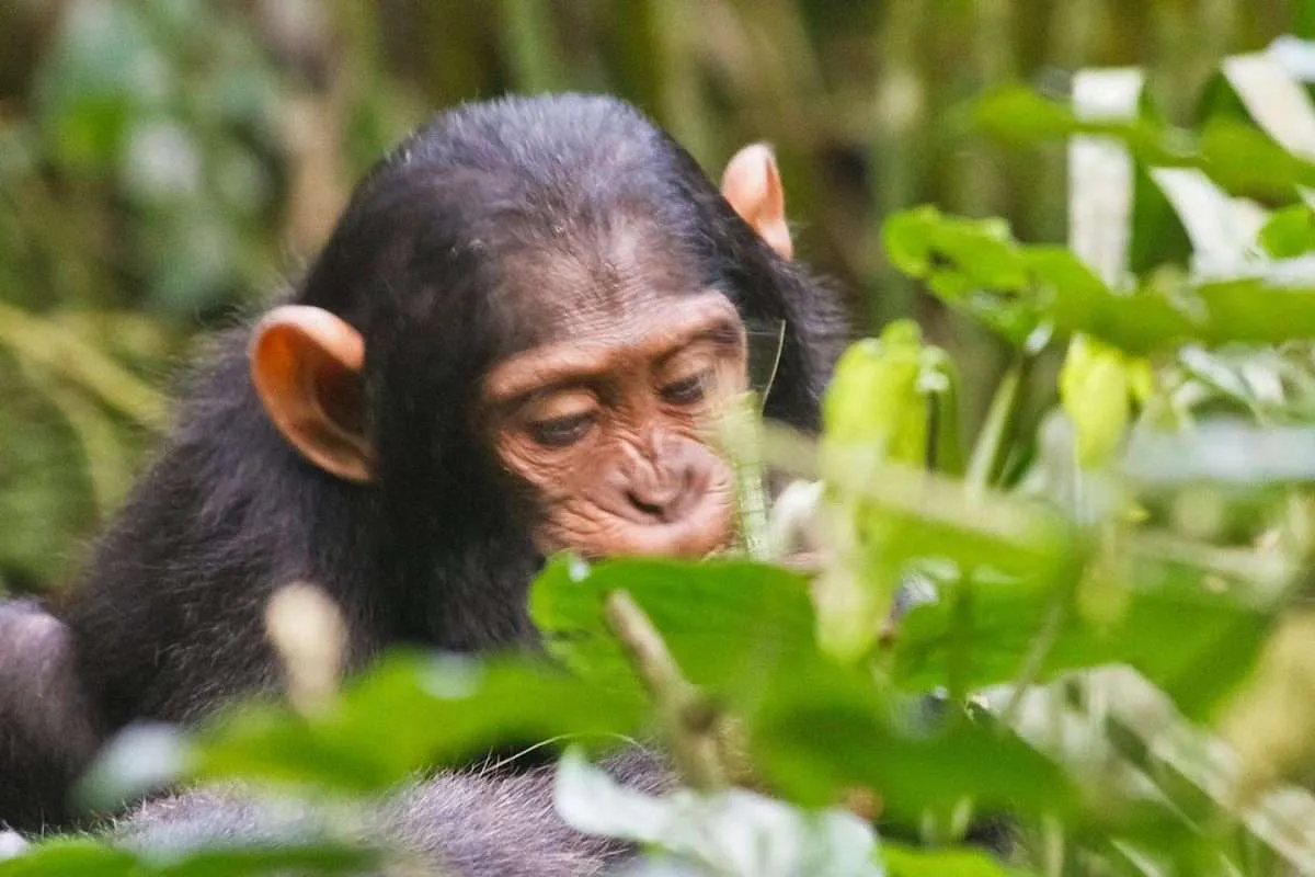3 Day Kibale chimps and Wildlife Safari in Queen Elizabeth Park