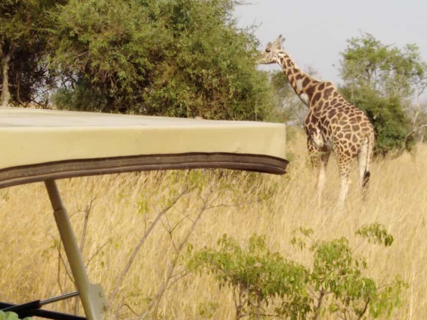 6 Day Murchison falls, Kibale chimpanzees and Queen Elizabeth Park