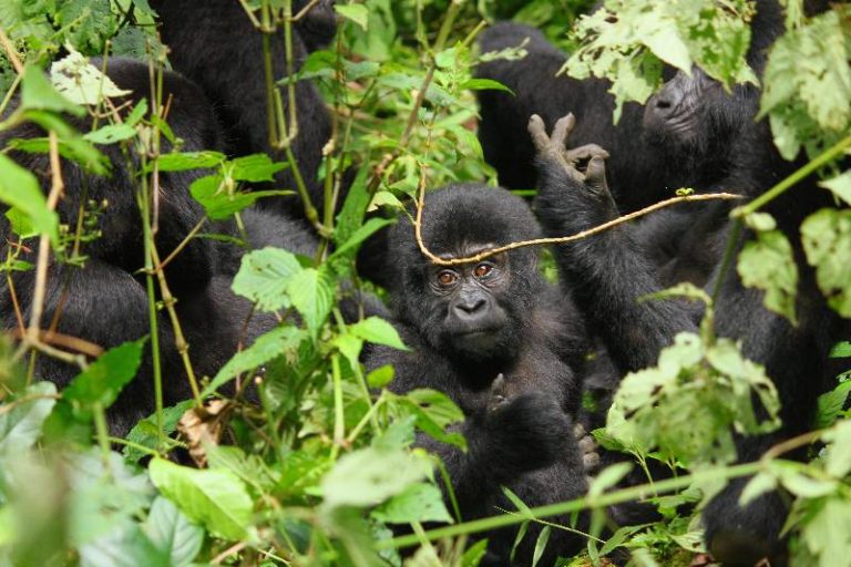 12 Day best of Uganda Wildlife Safari and primate trekking