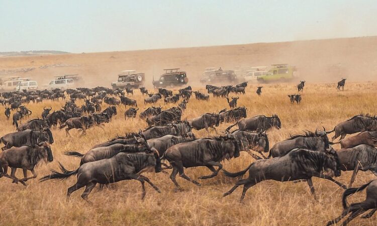 3 Day to Famous Masai Mara Kenya safari
