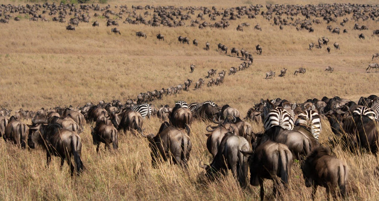 4 Day Masai Mara big five and great Migration Camping safari