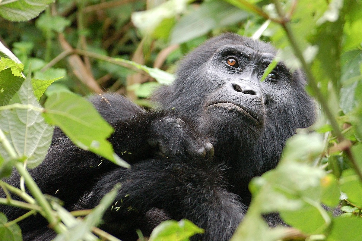 5 Day Gorilla Trekking Nature walk and Lake Bunyonyi Safari