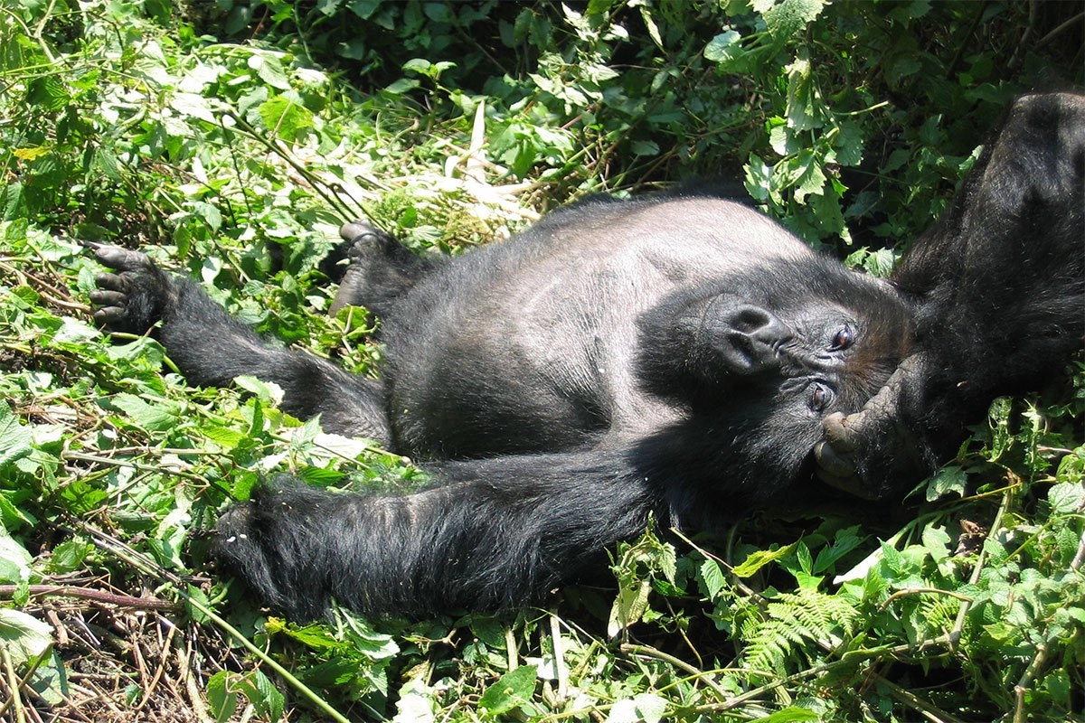 5 Day Uganda gorillas and golden monkey from Rwanda