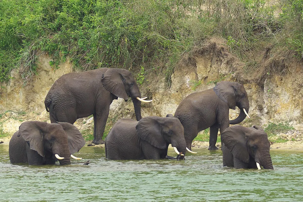 4 Day Queen Elizabeth Wildlife and Chimpanzee Safari
