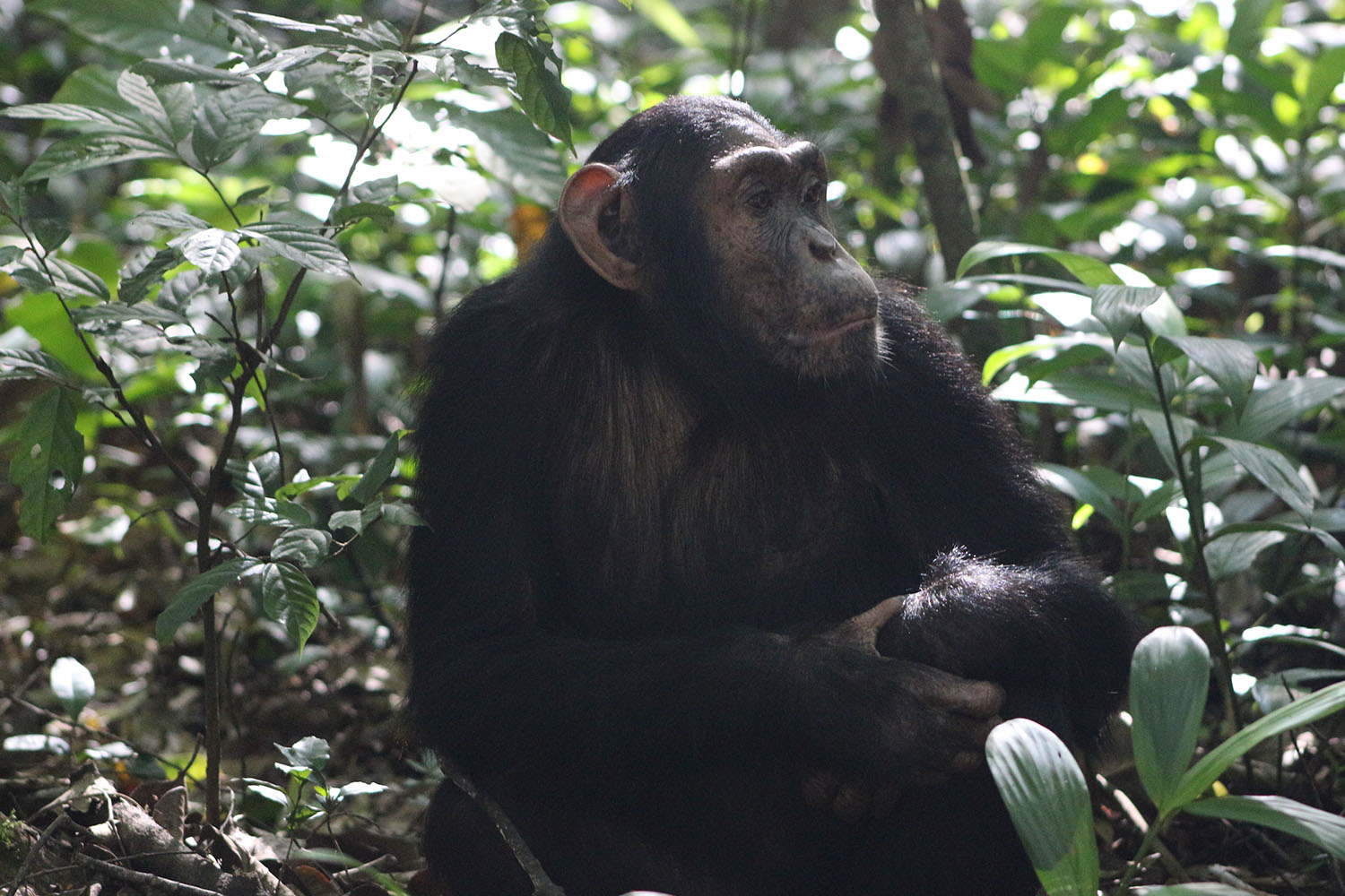 10 Day Uganda Primate and Wildlife Safari package