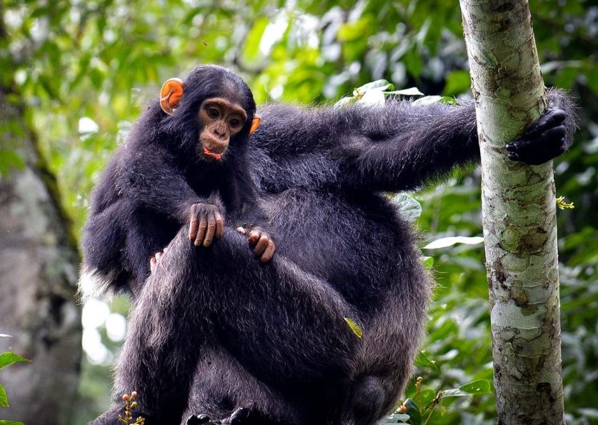 6 Day chimpanzees in kibale, Mt Rwenzori short hike and Queen Elizabeth Wildlife