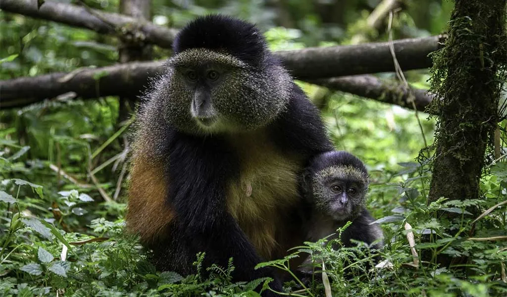 4 Day Uganda Gorilla and Golden Monkey Trekking Safari