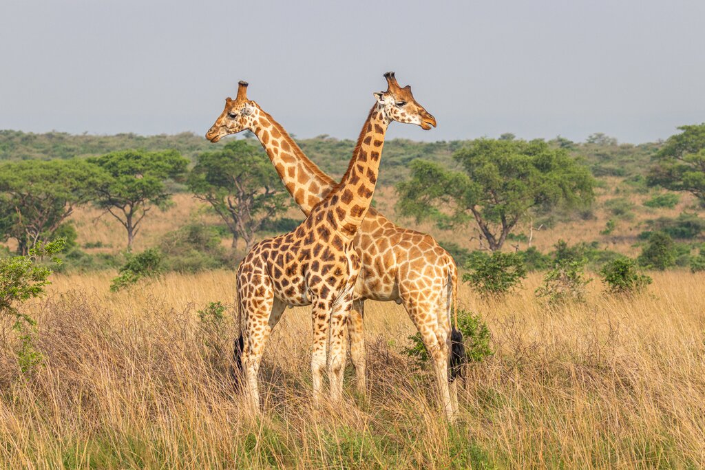 5 Day Murchison Falls safari and Jinja Adventures