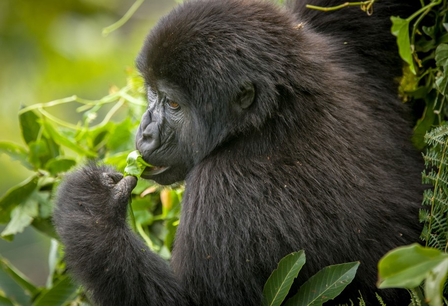 8 Day Uganda Primates, Wildlife and Cultural Experience