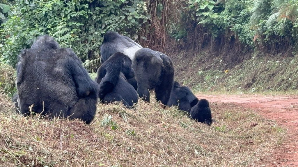 4 Day Bwindi Gorilla Trekking and Rushura Hill Nature Walk Safari