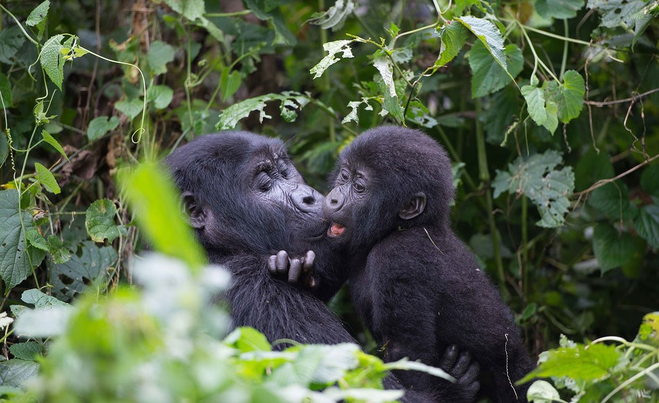 4 Day Double gorilla trekking in Rushaga and Nkuringo Bwindi Uganda