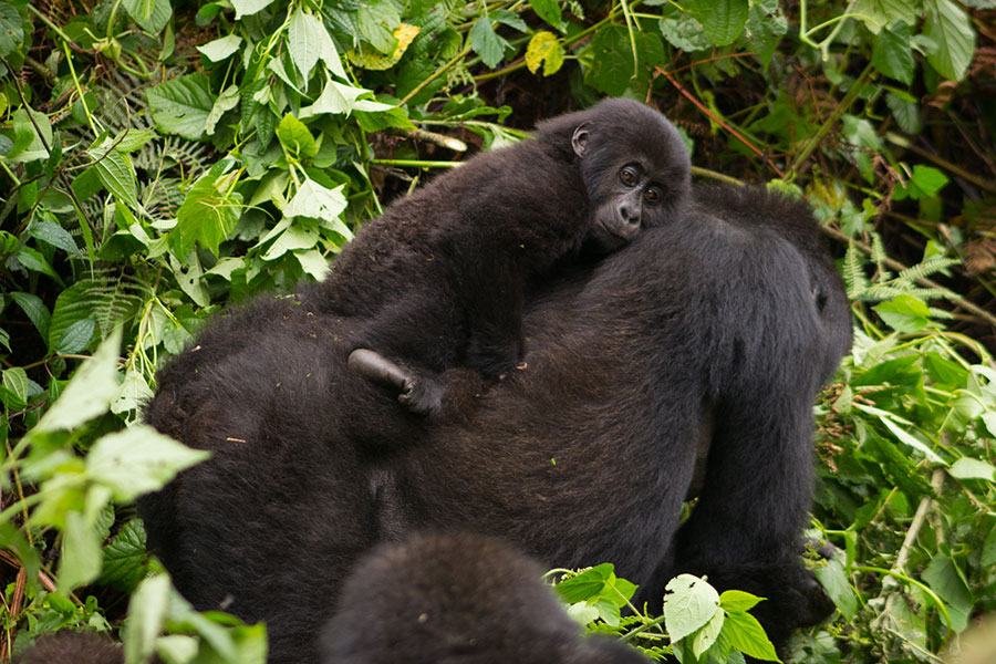3 Day Ruhija Bwindi gorilla trekking safari package