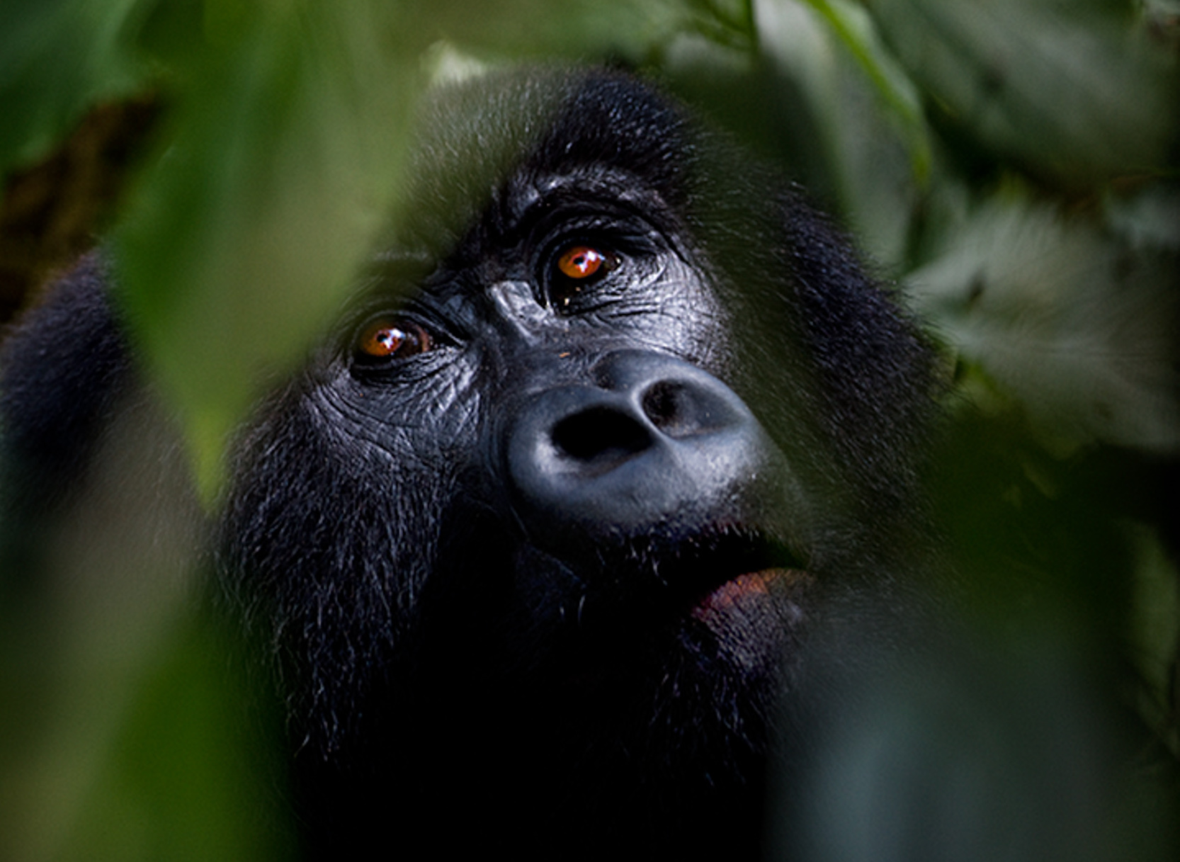 5 day Gorillas Chimpanzee tour with Tree climbing Lions