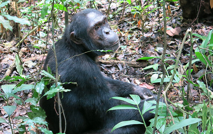 3 Day Nyungwe Chimpanzee Trekking with Canopy Walk and Nature Walk