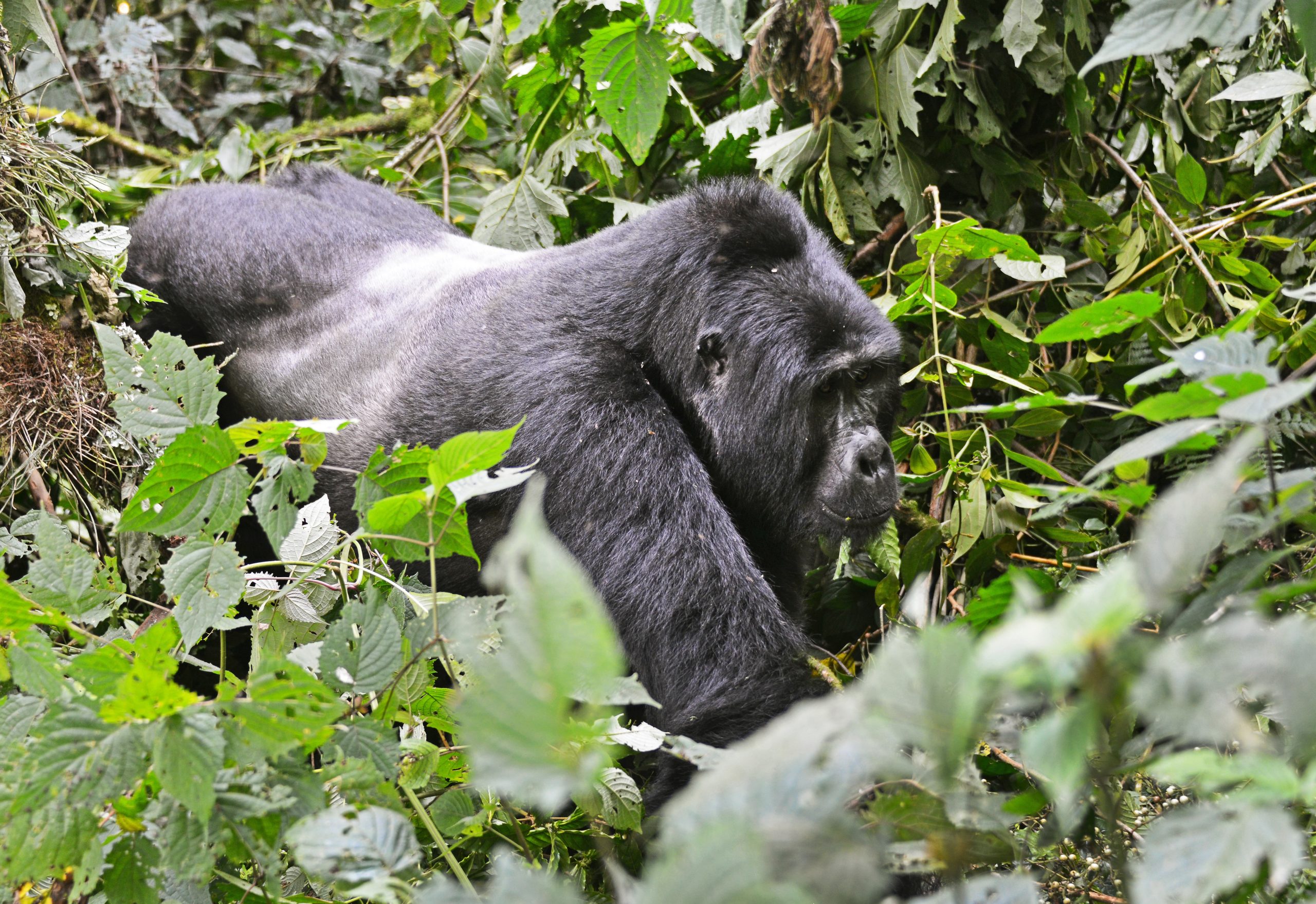 4 Day Rwanda Golden Monkeys and Uganda Gorilla Trekking Safari
