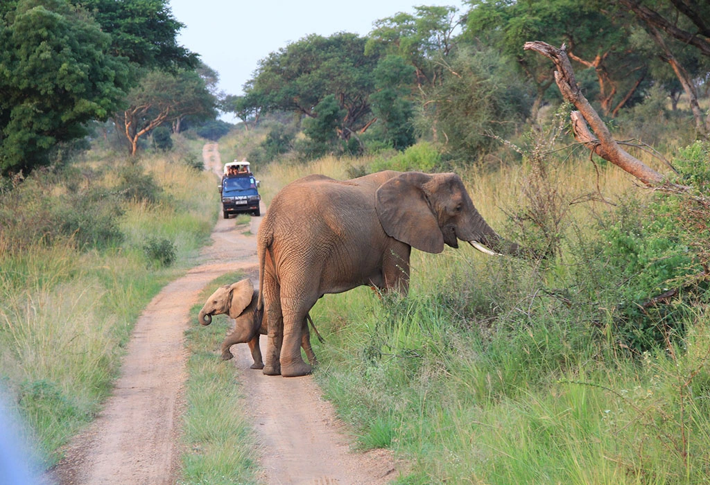 6 Day Rwanda Uganda budget safari experience package