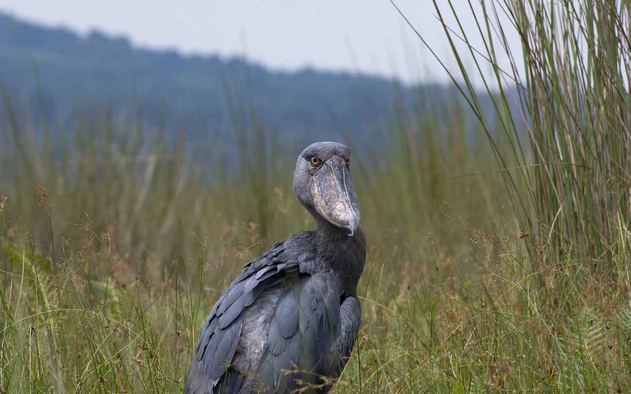 1 Day Uganda Mabamba shoebill safari and Entebbe botanical gardens