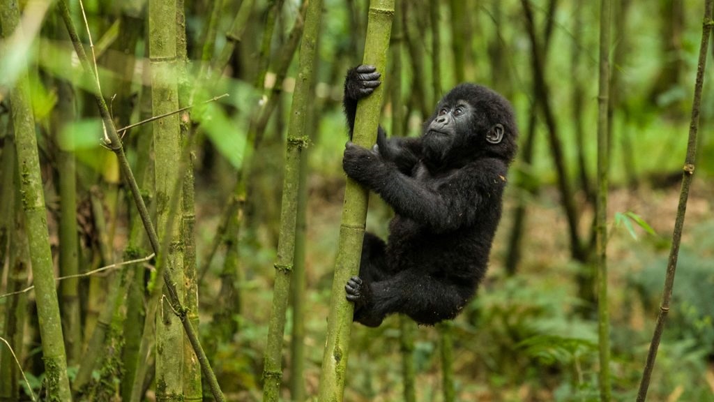 6 Day Rwanda safari tour with Gorillas and Big five in Akagera
