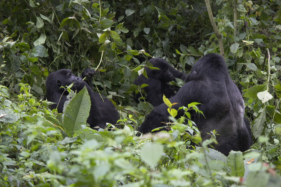 3 Day Uganda gorilla trek tour Rushaga Bwindi National park