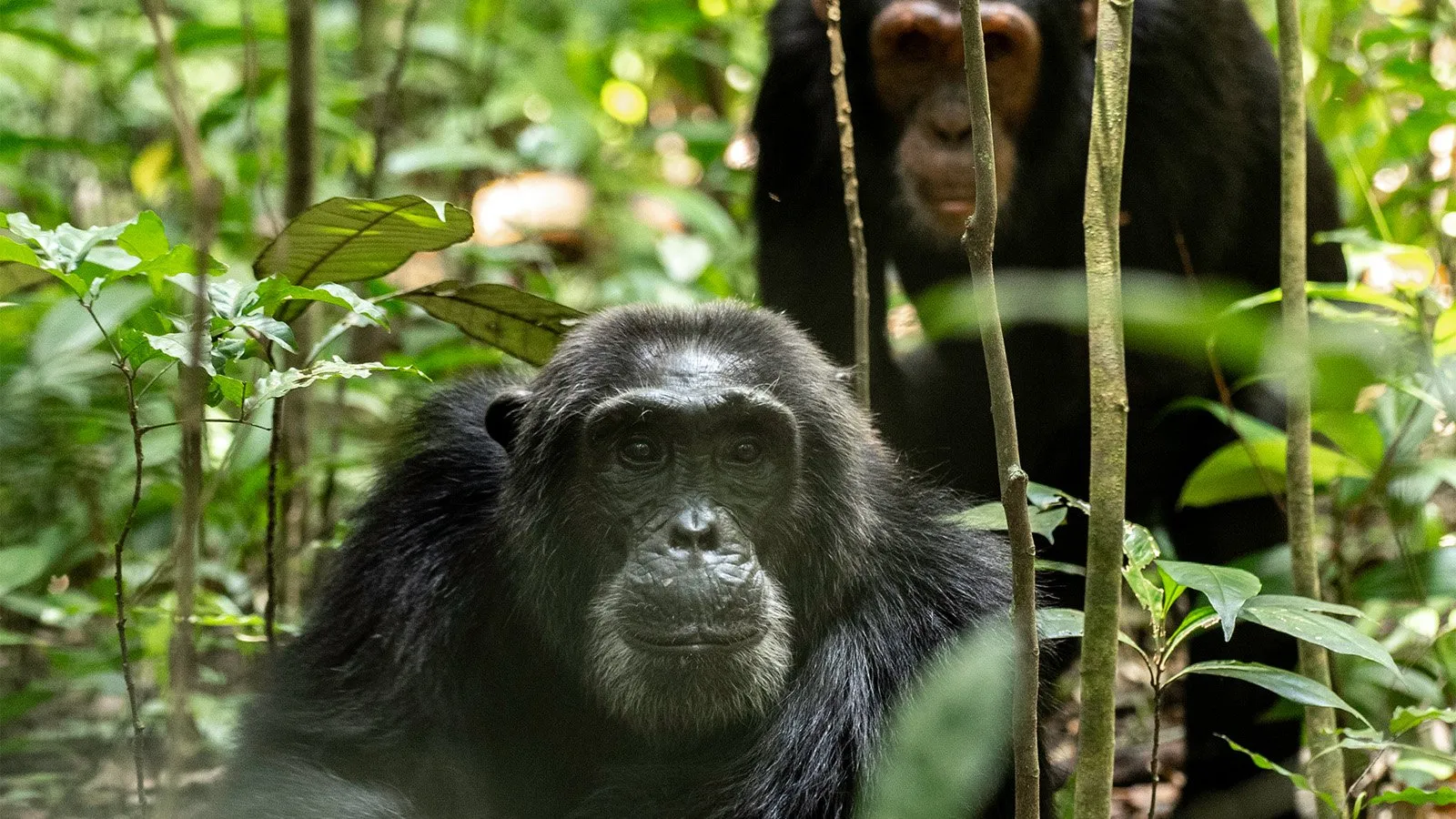 4 Days Queen Elizabeth Wildlife and Chimpanzee Safari