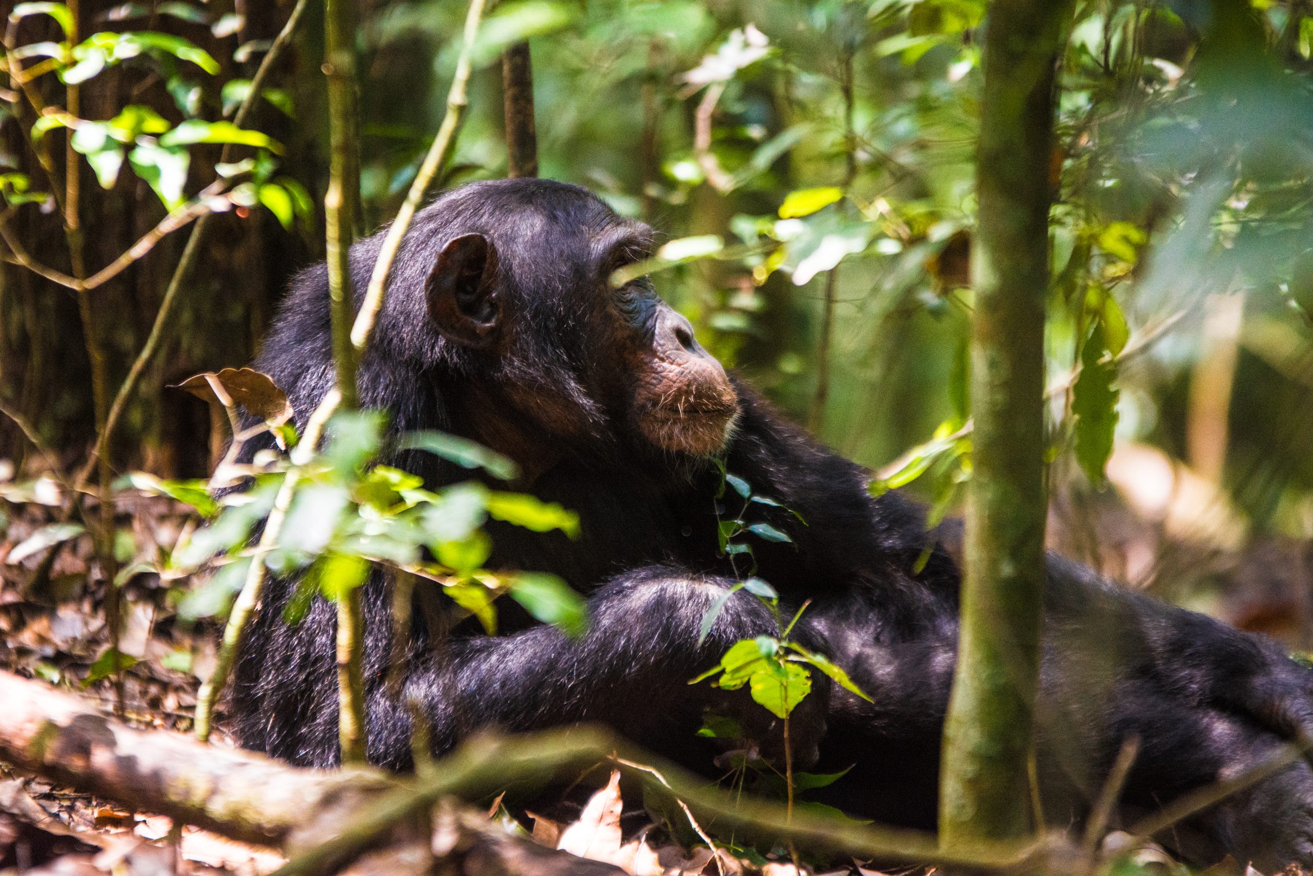 4 Day Kibale Chimpanzee Trekking and Queen Elizabeth Wildlife Safari