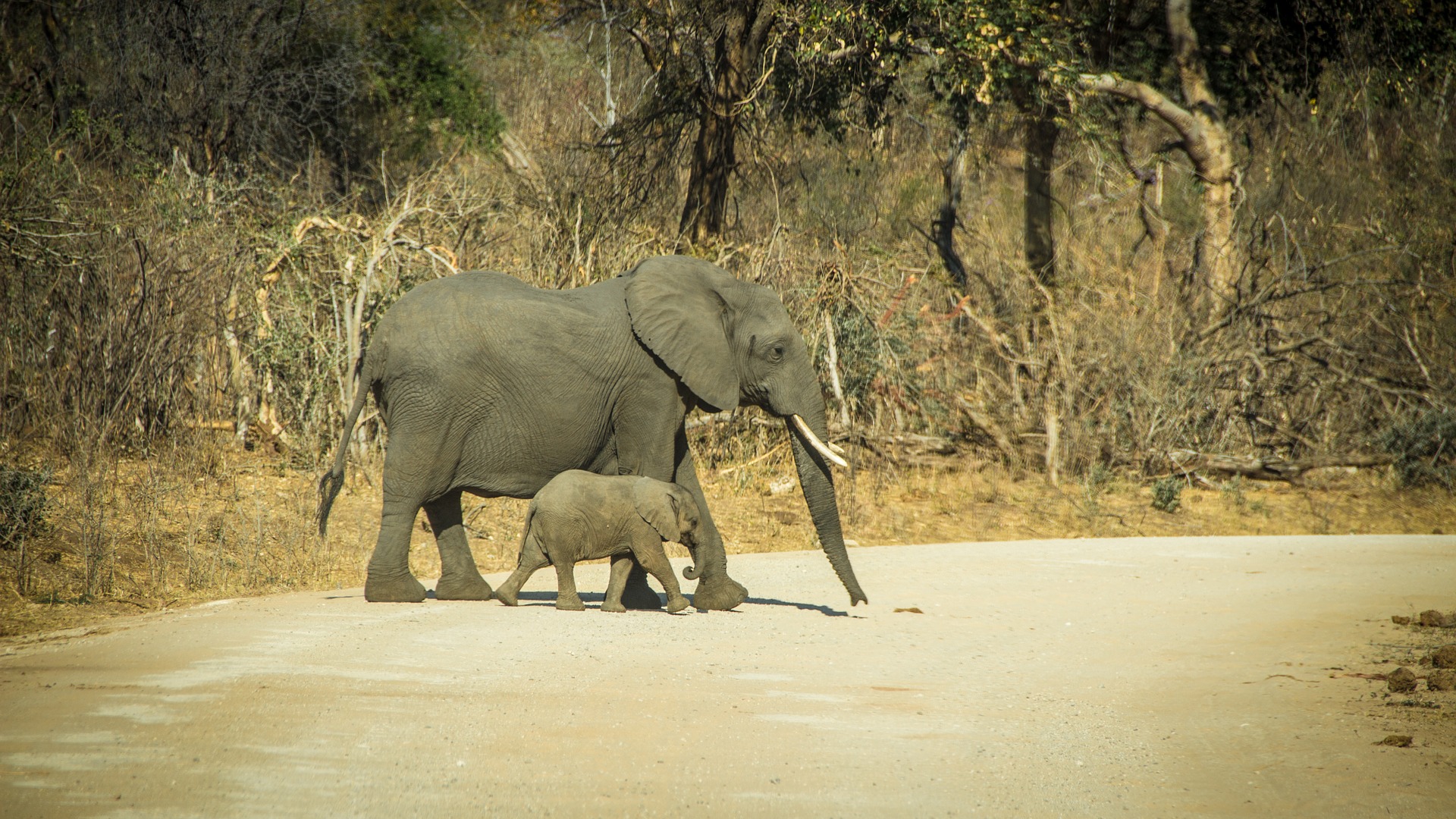 5 Days Uganda Wildlife Adventure Safari