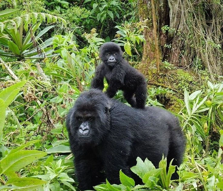 12 Days Uganda Wildlife tour and Primates safari