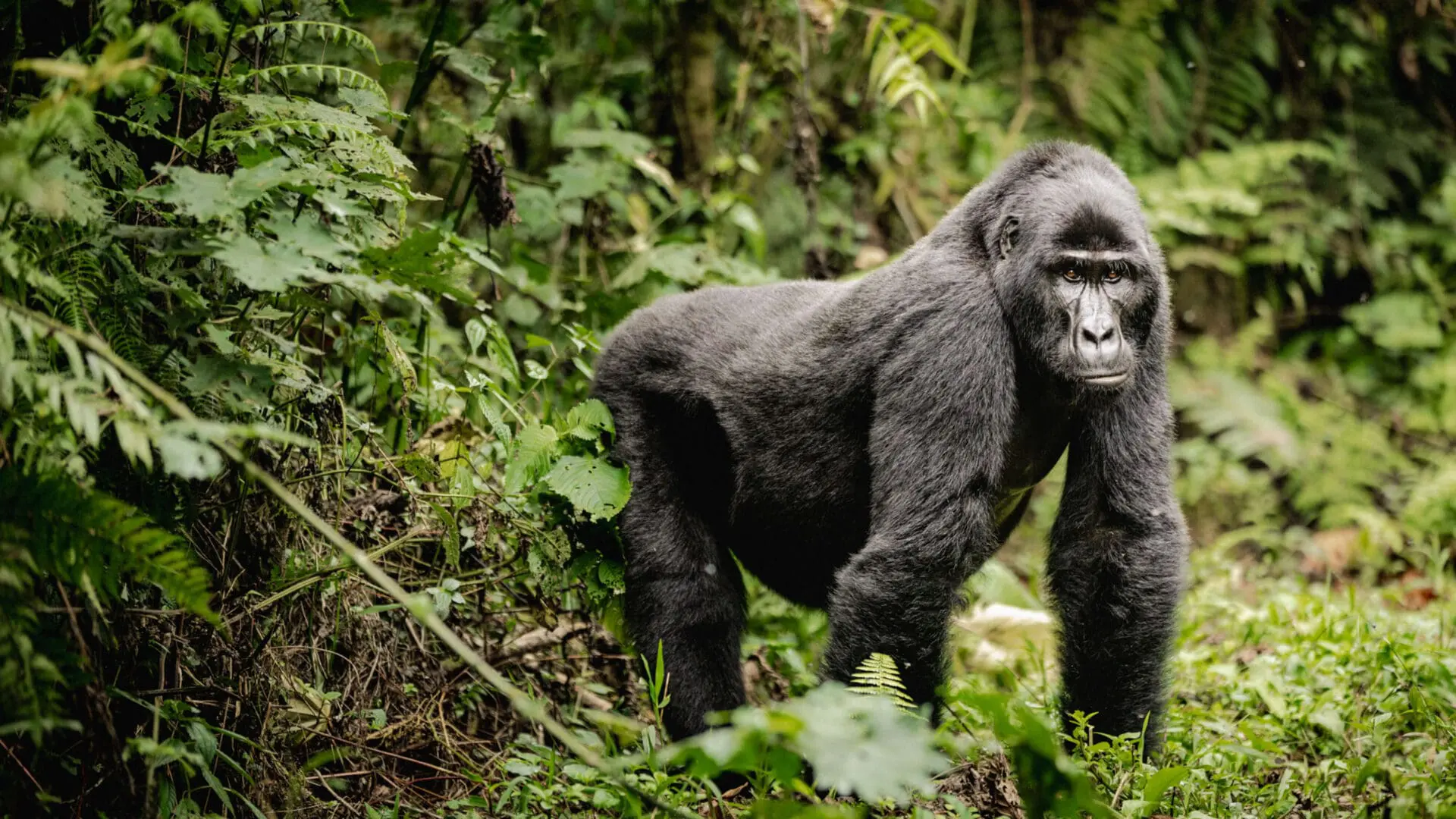 4 Day Uganda Gorilla Trek in Bwindi and Chimpanzees in Kibale