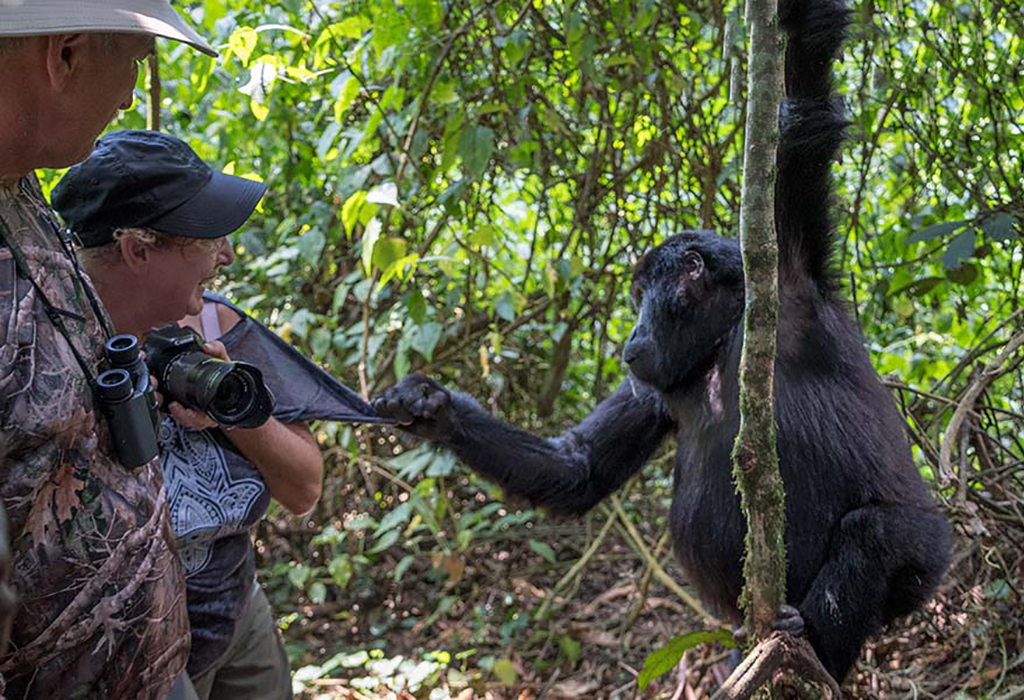 6 Day Uganda Gorilla, Chimpanzee Experience and Golden Monkey in Rwanda